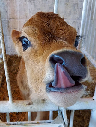 動物ふれあいランド