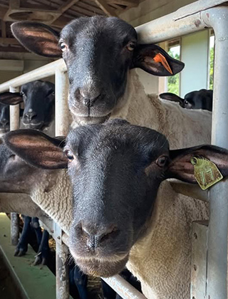 動物ふれあいランド