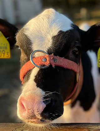 動物ふれあいランド