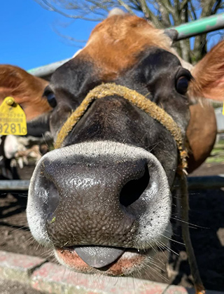 動物ふれあいランド