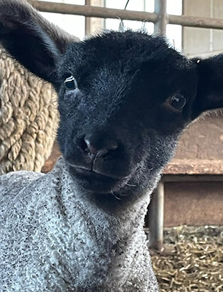 動物ふれあいランド