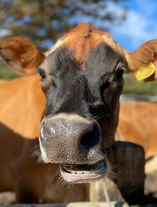動物ふれあいランド