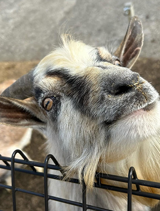 動物ふれあいランド