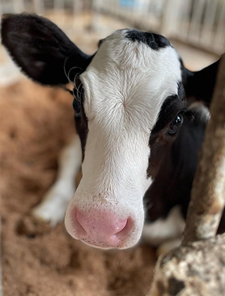 動物ふれあいランド