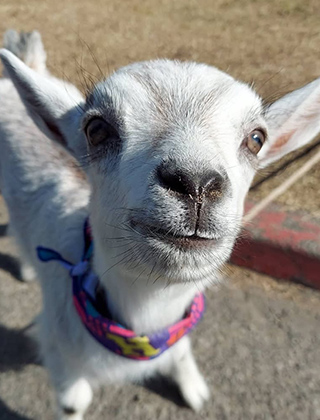 動物ふれあいランド