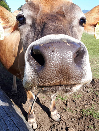 動物ふれあいランド