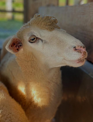 動物ふれあいランド
