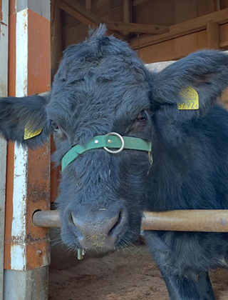 動物ふれあいランド