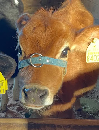 動物ふれあいランド