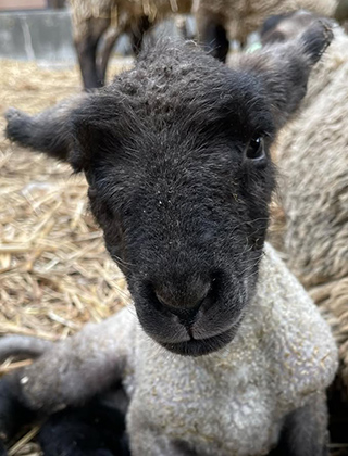 動物ふれあいランド