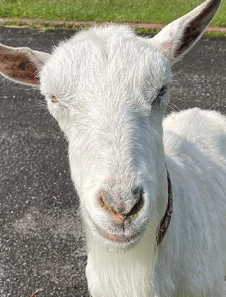 動物ふれあいランド