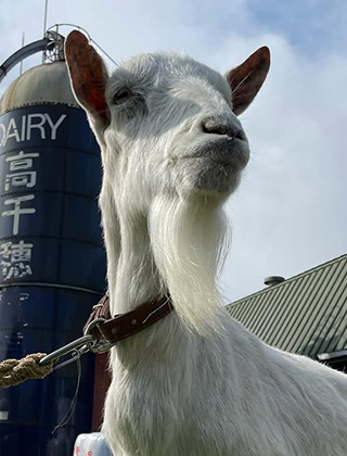 動物ふれあいランド