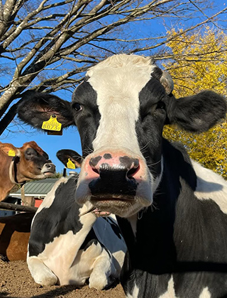 動物ふれあいランド