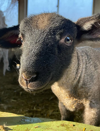 動物ふれあいランド