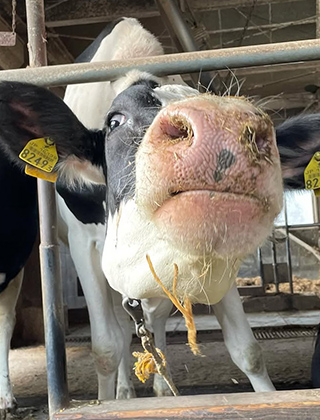 動物ふれあいランド