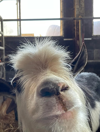 動物ふれあいランド