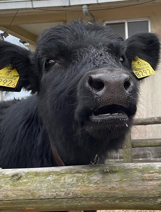 動物ふれあいランド