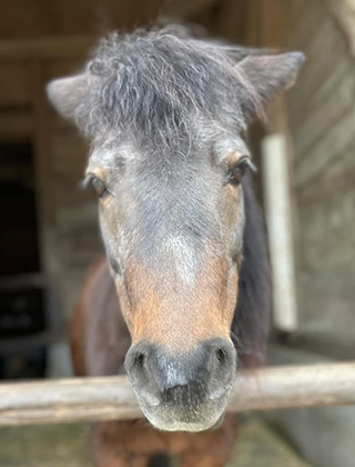 動物ふれあいランド