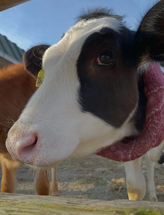 動物ふれあいランド