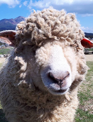 動物ふれあいランド