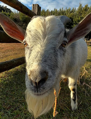 動物ふれあいランド