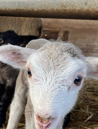 動物ふれあいランド