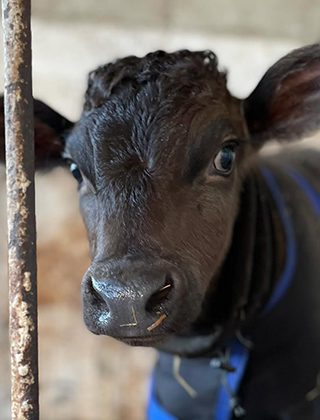 動物ふれあいランド