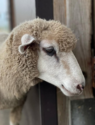 動物ふれあいランド