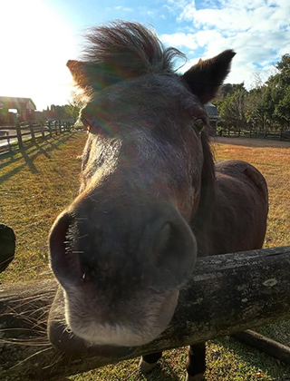 動物ふれあいランド
