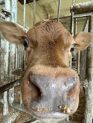 動物ふれあいランド