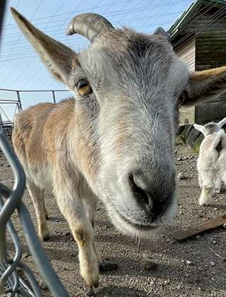 動物ふれあいランド