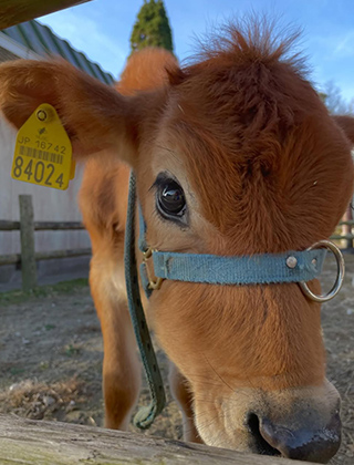 動物ふれあいランド