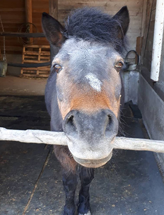 動物ふれあいランド