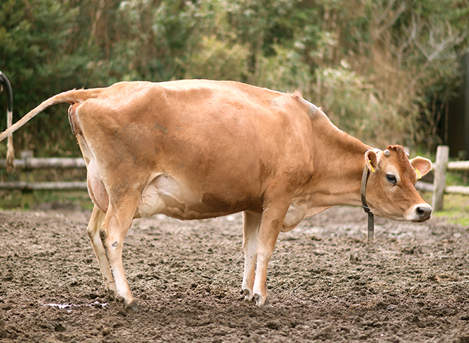 動物ふれあいランド