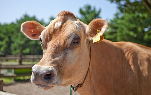 動物ふれあいランド