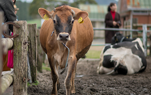 動物ふれあいランド