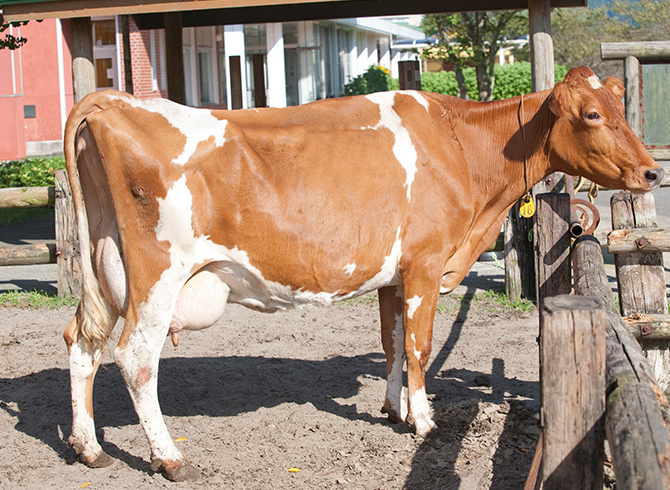 動物ふれあいランド