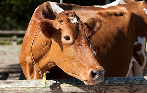 動物ふれあいランド