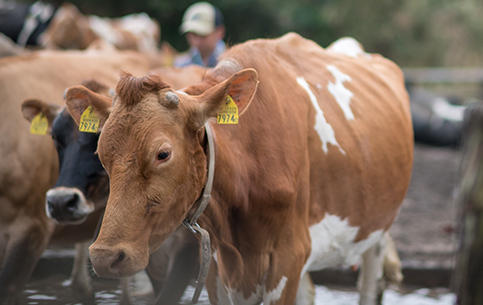 動物ふれあいランド