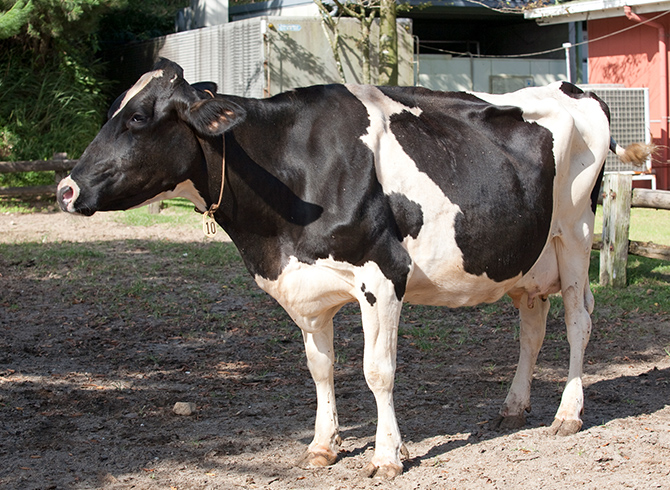 動物ふれあいランド