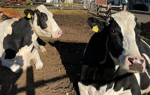 動物ふれあいランド