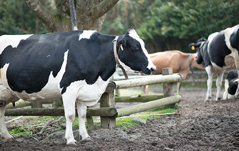 動物ふれあいランド