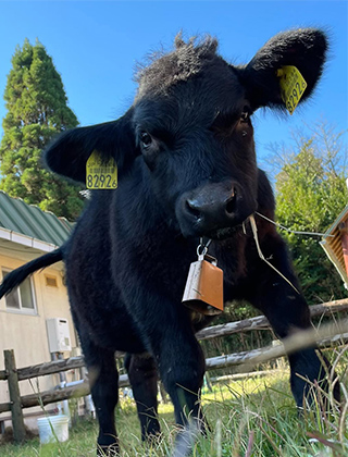 動物ふれあいランド