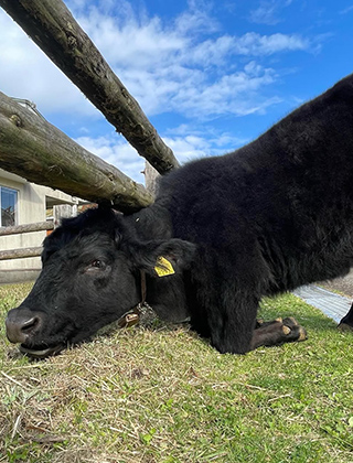 動物ふれあいランド