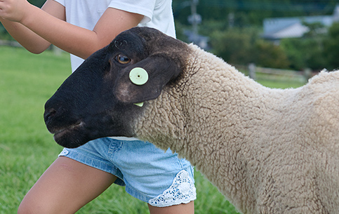 動物ふれあいランド