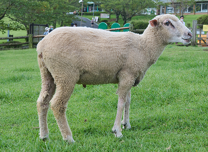 動物ふれあいランド