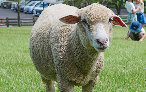 動物ふれあいランド