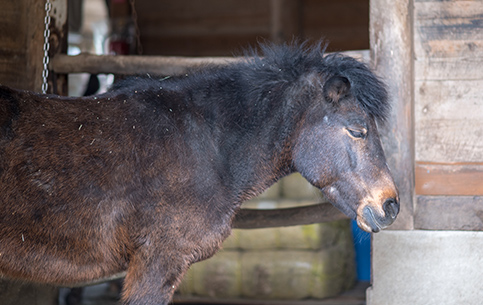 動物ふれあいランド