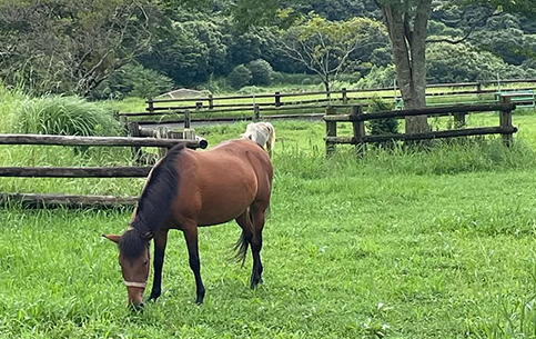動物ふれあいランド