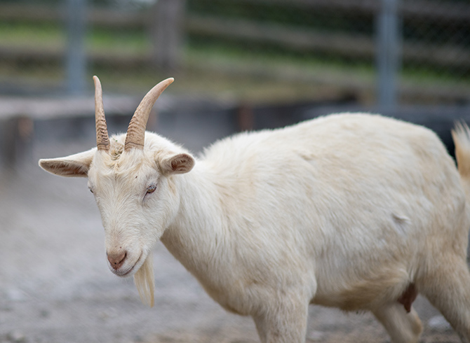 動物ふれあいランド